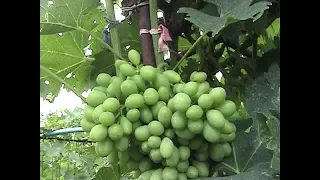 Бактериальный рак на винограднике-меры борьбы