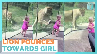 Lion Creeps Up On Toddler And Pounces At Zoo