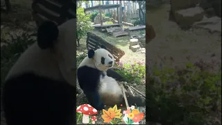 Super Cute And Funny Panda Video Compilation P70 || TOUTOU CUTE ||