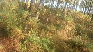 plume au point sur bécasse 10 novembre 2022