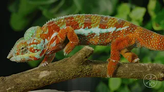 Reptiles & Amphibians 8K HDR 60FPS FUHD DolbyVision