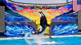 SeaWorld announces the end of its orca whale captive breeding program, Blackfish wins - TomoNews