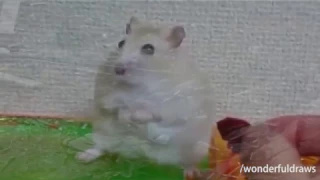 Hamster Vietnam Flashback