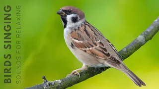 Beautiful Birds Singing in Forest - Calming Bird Sound, Reduce Stress, Anxiety & Depression