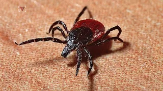 Lone Star Tick Makes You Allergic to Red Meat!