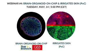 Webinar 4 duplex well cerebral organoid and pre vascularized skin applications replay