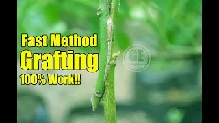 Fast Grafting Method 100% Work and Showing Result