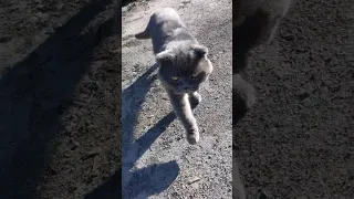 The cat happily welcomes the owner from the hospital
