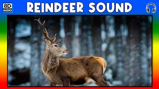 🦌 REINDEER SOUND - REINDEER SOUND EFFECT - SANTA REINDEER SOUND - NOISE OF REINDEER
