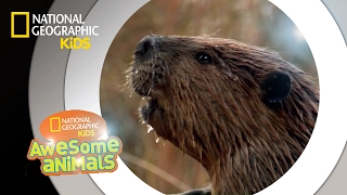 American Beaver | Awesome Animals