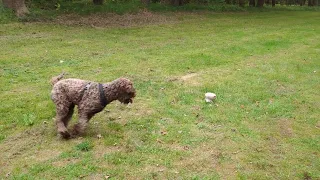 Louis barking at a giant mushroom