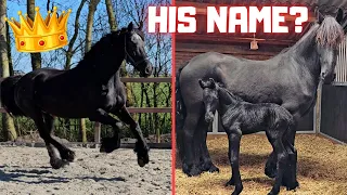 Seeing the foal for the first time | Queen👑Uniek wants to go inside | Friesian Horses