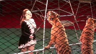 Circus. Tigers and lions. part 1. Цирк. Тигры и львы. 1 часть.