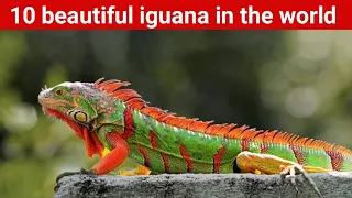 Top 10 beautiful iguana in the world