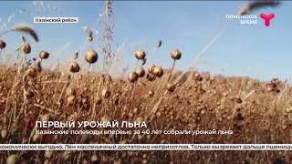 Первый урожай льна за 40 лет | Казанский район