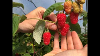 Glen Carron Raspberry