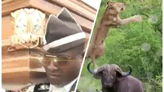 Funniest ANIMAL FIGHTS⚰ COFFIN DANCE MEME