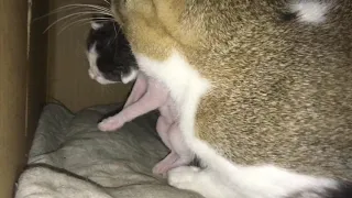 Mama cat carries around newborn kitten