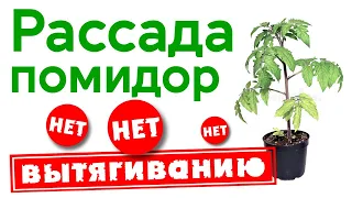 Рассада помидор вытянулась. Как избежать вытягивания.