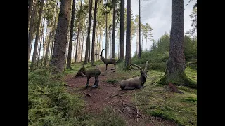 Bogenland Christes der 3 D Parcours in Thüringen