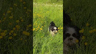 Cozy ASMR Painting to Brighten Your Day #watercolor #pleinair #shihtzu