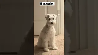 How fast can a puppy grow in 6 months
