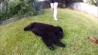 Newfie puppy and Bernese Mountain dog playing