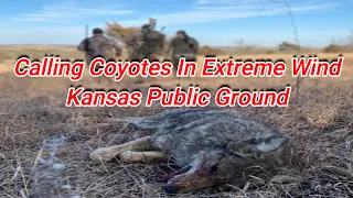 Calling Coyotes in Extreme Winds! Kansas Public Ground