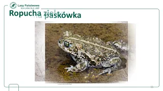 Płazy i gady Polski