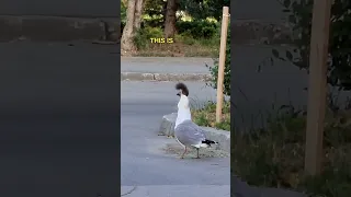 Greedy Seagull - Ozzy Man Quickies