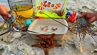 looking for colorful ornamental fish, nemo fish, puffer fish, lobsters, sea urchins, starfish