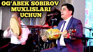 OG'ABEK SOBIROV TOR CHALISHNI DAXSHATI MUXLISLAR UCHUN TAYORLANGAN VIDEO