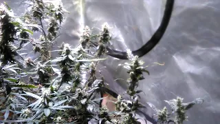 Week9 Fruity #autoflowers #InTheGarden with #TeamOptic