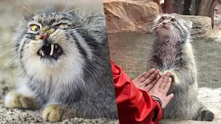 MANUL: THE CAT THAT EVERYONE DREAMS TO STROKE, BUT RARE IS THAT IS SUCCESSFUL.