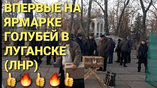 Впервые на ярмарке голубей в Луганске (ЛНР)!!! Николаеские голуби из Кировска.👍🔥👍🔥👍