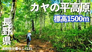 【猛暑避難シリーズ】標高1500mの高原へ行ってみたら最高の景色が広がっていた!!｜カヤの平高原｜飯山グルメ｜ドライブ｜田舎暮らし｜長野県｜4K