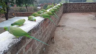 My parrots doing party