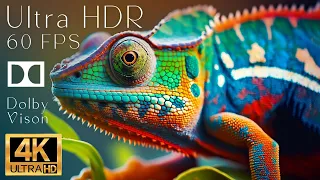 4K HDR 120fps Dolby Vision with Animal Sounds (Colorfully Dynamic) #34