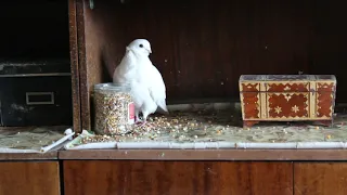 Голубка породы чайка исполняет фаду ✿ Pigeon breed Seagull. Pigeon Coos