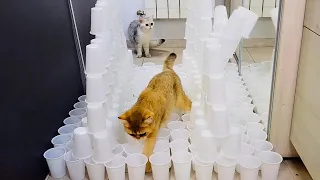 Extreme Cup Challenge | Cats vs plastic cups