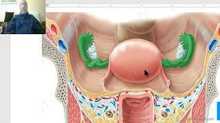 Anatomy of female genital system in Arabic 2023 ( Vagina , part 1), by Dr.Wahdan