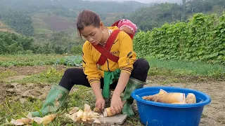 Yen Nhi's daughter and her mother harvest the squash vegetable garden and sell it for extra income