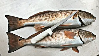 Best Way to Fillet a REDFISH