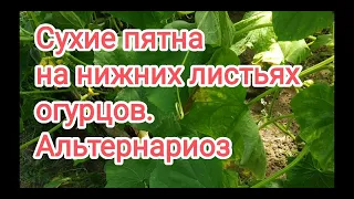 Сухие пятна на нижних  листьях огурцов. Альтернариоз огурцов- как бороться?