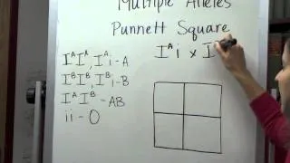 Multiple Alleles Punnet Square