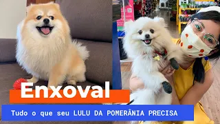 Enxoval COMPLETO! Tudo o que seu Lulu Da Pomerânia, precisa ter! Spitz Alemão | PET