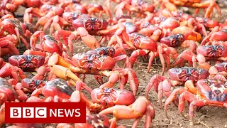 Millions of red crabs swarm across roads and bridges in Australia - BBC News