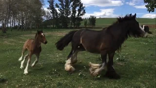 Beautiful Gypsy Horse Playing, Moving Pastures