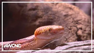 Snake bite season off to a strong start in North Carolina