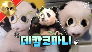 Unmissable moments with the Bao family all together!│#Pandawassong
